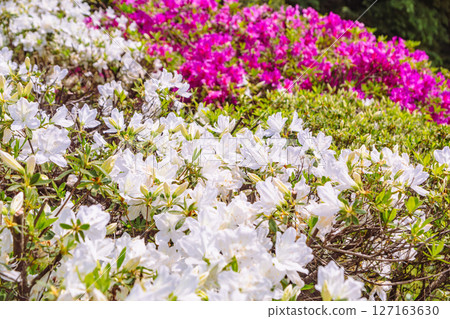 Azalea of Bonehata 1-13 Azalea of Bonehata 1-13 127163630