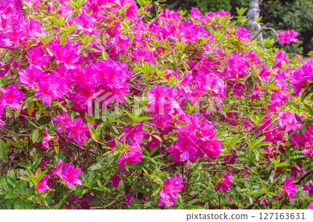 Azalea of Bonehata 1-14 127163631