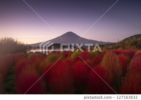 A lake with a view of Mt. Fuji and kochia 127163632