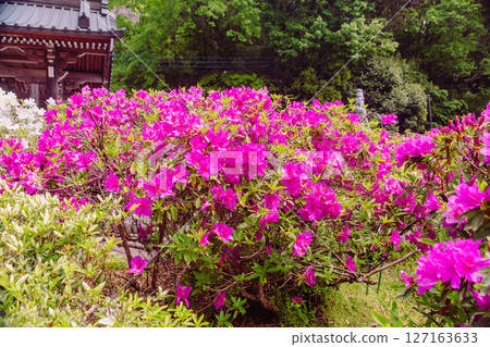 Azalea of Bonehata 1-15 127163633