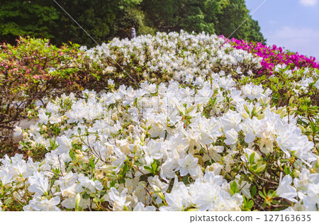 Azalea of Bonehata 1-17 127163635