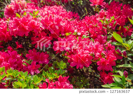 Bonehata的杜鵑花1-19 127163637