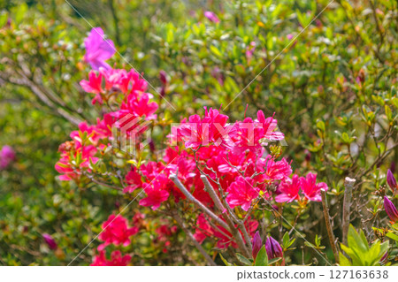 Bonehata的杜鵑花1-20 127163638