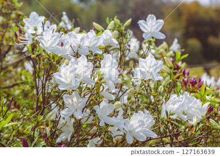 Azalea of Bonehata 1-21 Azalea of Bonehata 1-21 127163639