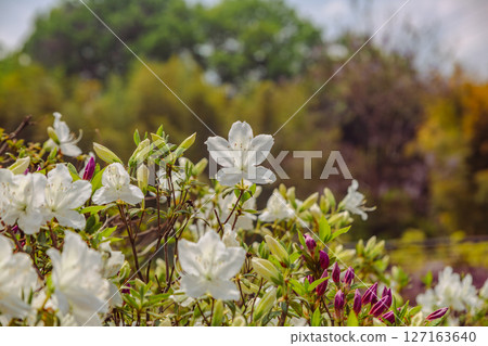 Azalea of Bonehata 1-22 127163640