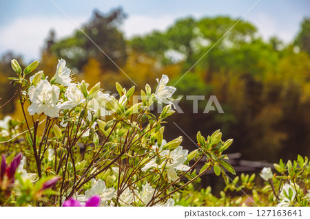 Azalea of Bonehata 1-23 127163641