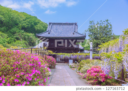 紅杜鵑花 骨畑 1-6 127163712