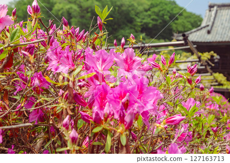 Red azalea flowers of Honehata 1-7 127163713