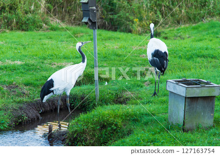 Red-crowned cranes at Kushiro Red-crowned Crane Nature Park Red-crowned cranes at Kushiro Red-crowned Crane Nature Park 127163754
