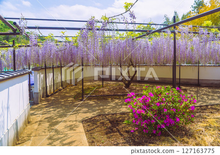 古津畑紫藤花 1-104 127163775