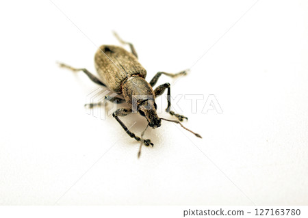 Common beet weevil. 127163780