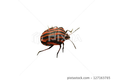 Linear shield bug. Linear shield bug. 127163785