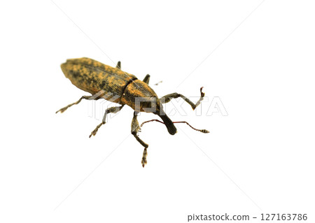 Weevil called the banded frackin 127163786
