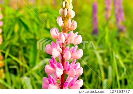 Lupine flower is pink. Lupine flower is pink. 127163787