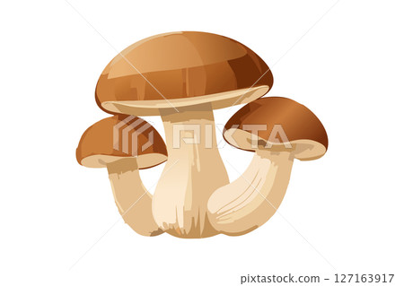 Illustration of matsutake mushroom Illustration of matsutake mushroom 127163917