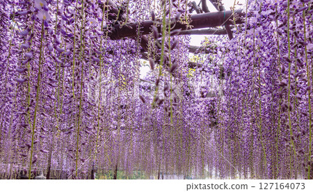 Wisteria trellis of Honehata 2-6 Wisteria trellis of Honehata 2-6 127164073
