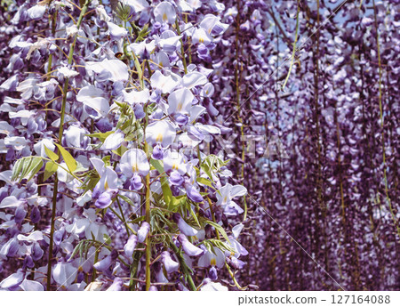 Wisteria trellis of Honehata 2-21 Wisteria trellis of Honehata 2-21 127164088