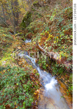 Stream Pine Forest, Sierra de Guadarrama National Park 127164108