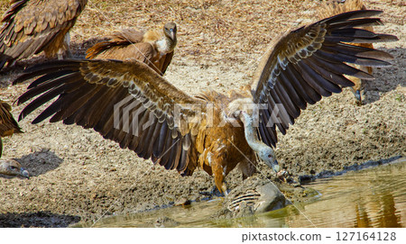 Griffon Vulture, Monfrague National Park, Spain 127164128
