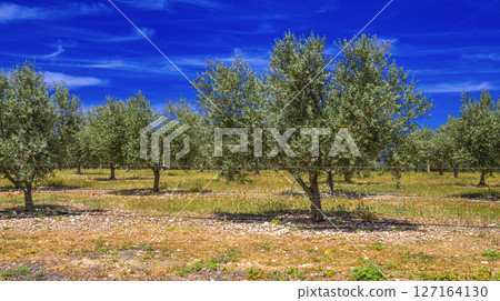 Olives Trees, Spain 127164130