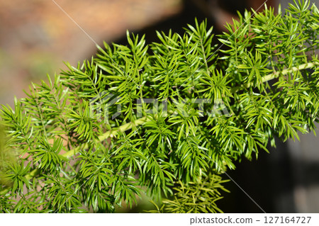 Plume asparagus Myersii 127164727