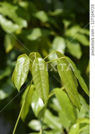 Elliptic-Leaved Schefflera Elliptic-Leaved Schefflera 127164728