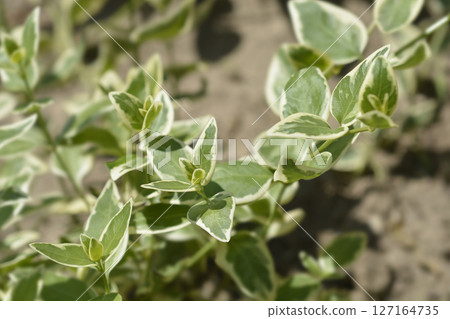 Variegated Greater periwinkle 127164735