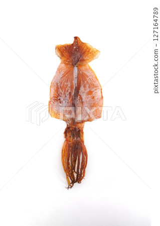 烏賊 烏賊 127164789