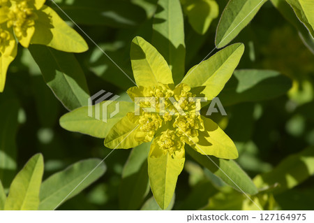 Cushion spurge Cushion spurge 127164975