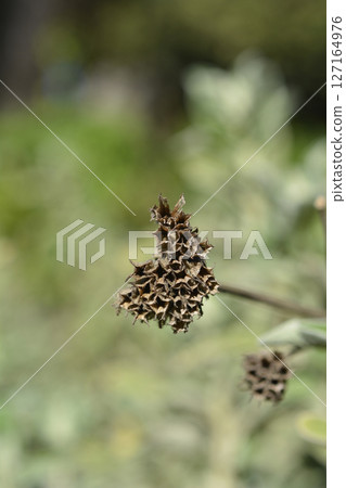Jerusalem sage Jerusalem sage 127164976