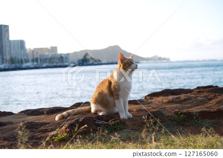 Honolulu cat and Diamond Head 127165060
