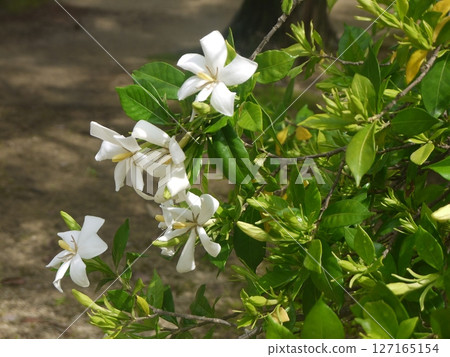 Tropical white flowers 127165154