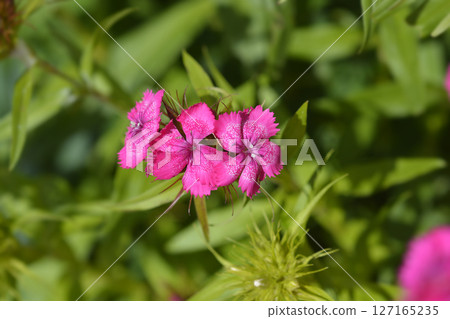 Sweet William 127165235