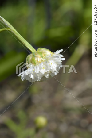 Great thrift Great thrift 127165257