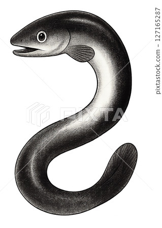 鰻魚圖 127165287