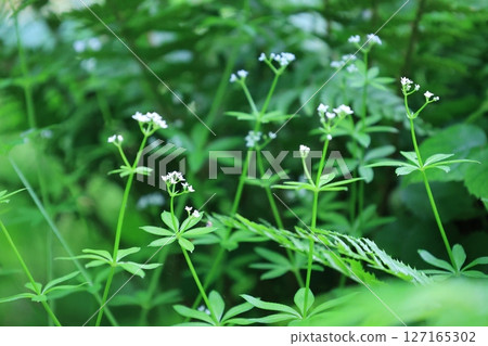 Woodruff with distinctive radial leaves and small white flowers 127165302
