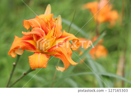 Orange lily Orange lily 127165303