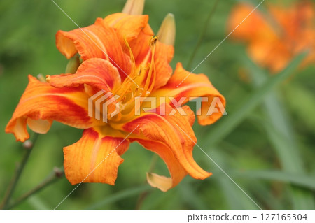 Orange lily 127165304