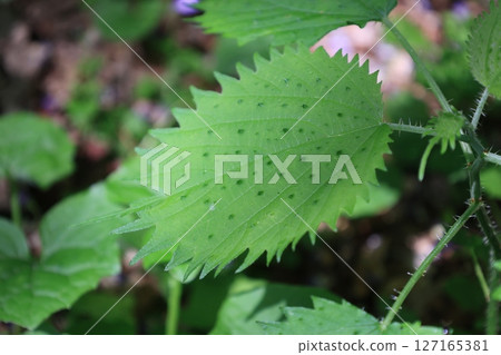 圓形、多刺的綠色蕁麻的特寫 127165381