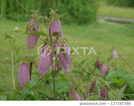 Flower bamboo flower 127165386