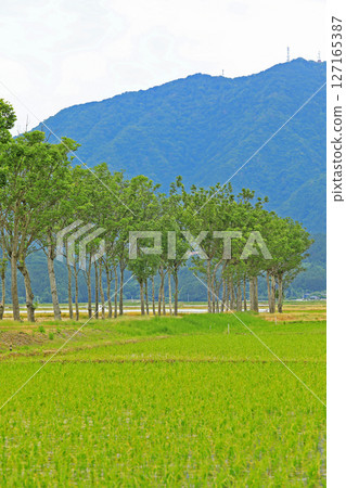 插秧後的風景(新潟縣) 插秧後的風景(新潟縣) 127165387