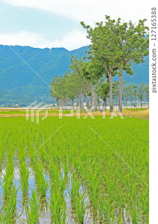 插秧後的風景(新潟縣) 插秧後的風景(新潟縣) 127165388