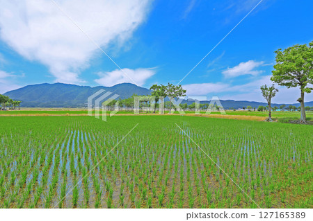 Scenery after rice planting (Niigata) 127165389