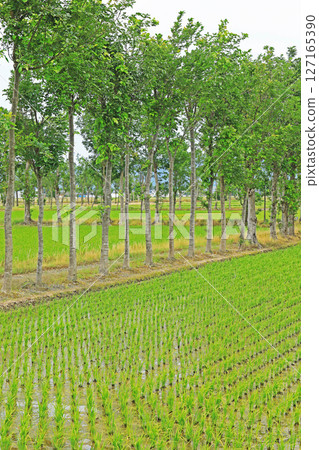 Scenery after rice planting (Niigata) 127165390
