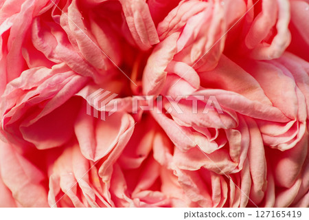 Pink rose as a background macro photo. Peach colored rose flower. 127165419