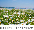 Margaret flower field (1) [Urashima Flower Park] 127165426