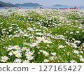Margaret flower field (2) [Urashima Flower Park] 127165427
