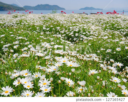 Margaret flower field (2) [Urashima Flower Park] 127165427