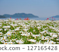 Margaret flower field (3) [Urashima Flower Park] 127165428