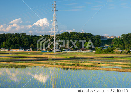 Rural scenery of Nakatsu: Rice fields in early summer Rural scenery of Nakatsu: Rice fields in early summer 127165565
